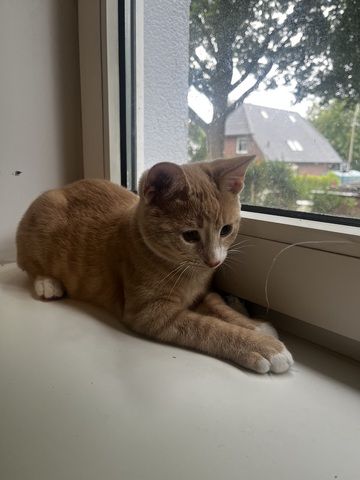 Katzenbaby