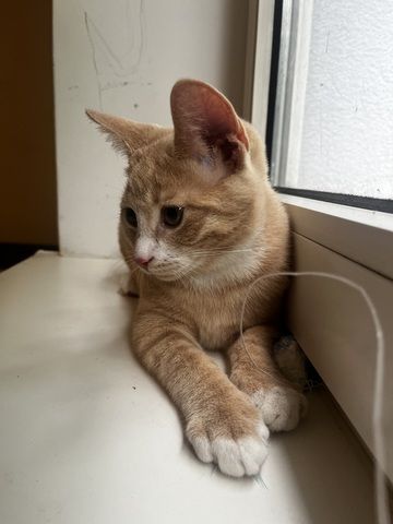 Katzenbaby