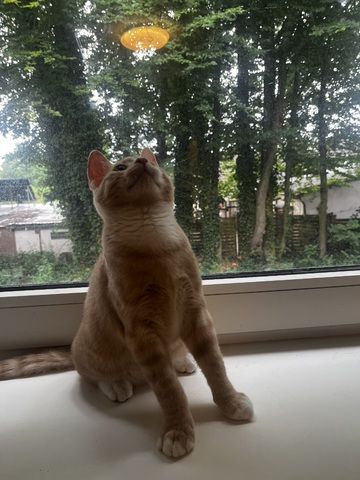 Katzenbaby