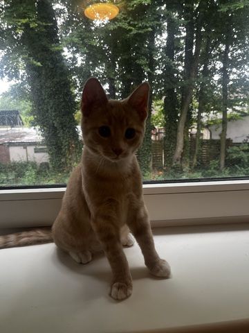 Katzenbaby