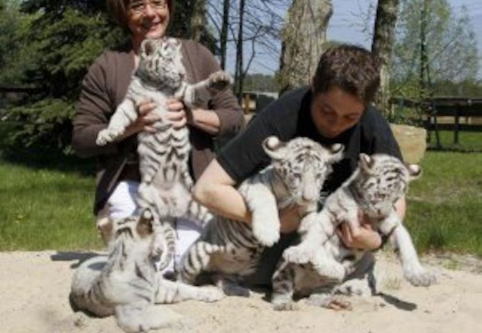 Tiger- und Löwenbabys zu verkaufen