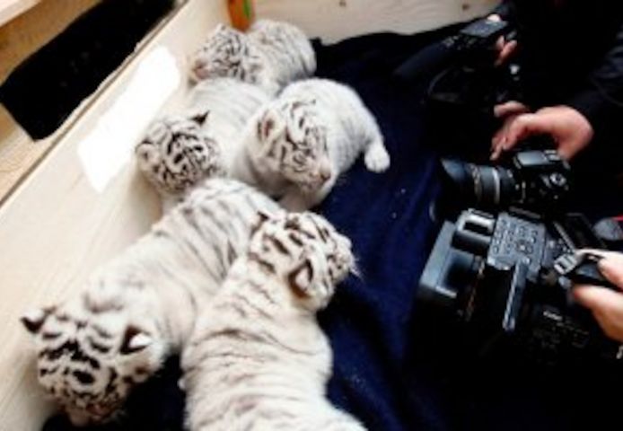 Tiger- und Löwenbabys zu verkaufen