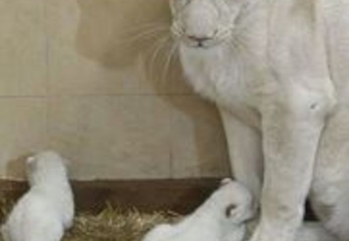 Tiger- und Löwenbabys zu verkaufen
