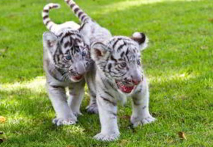 Tiger- und Löwenbabys zu verkaufen