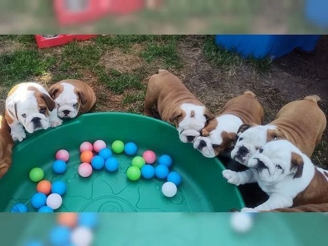 Old English Bulldog Welpen suchen ein Zuhause
