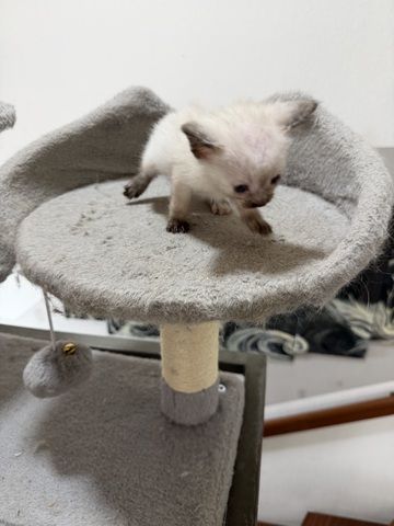 Reinrassige Siam kitten