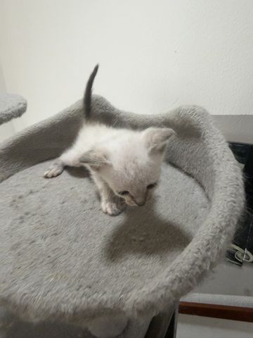 Reinrassige Siam kitten