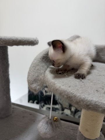Reinrassige Siam kitten