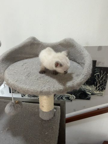 Reinrassige Siam kitten