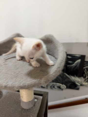 Reinrassige Siam kitten