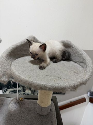Reinrassige Siam kitten