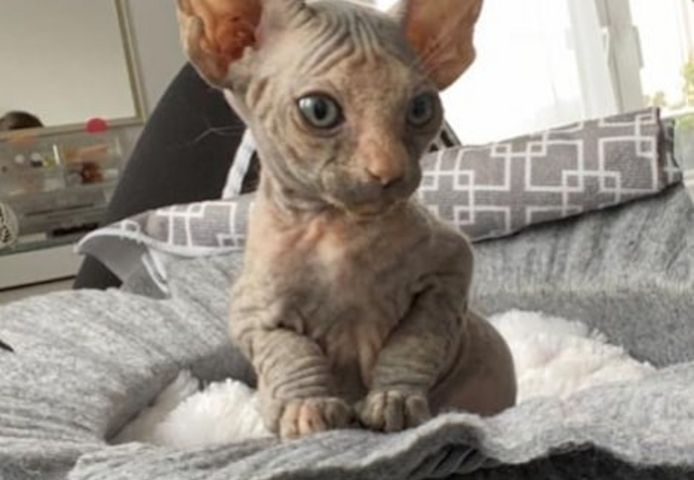Wunderschöne Sphynx-Kätzchen zu verkaufen.