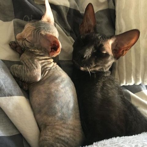 Wunderschöne Sphynx-Kätzchen zu verkaufen.