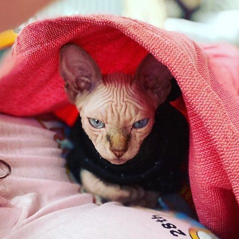 Wunderschöne Sphynx-Kätzchen zu verkaufen.