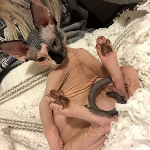 Sphynx-Kätzchen zu verkaufen!