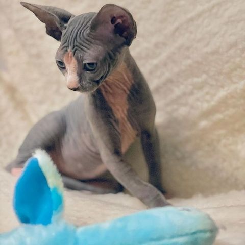Sphynx-Kätzchen zu verkaufen!