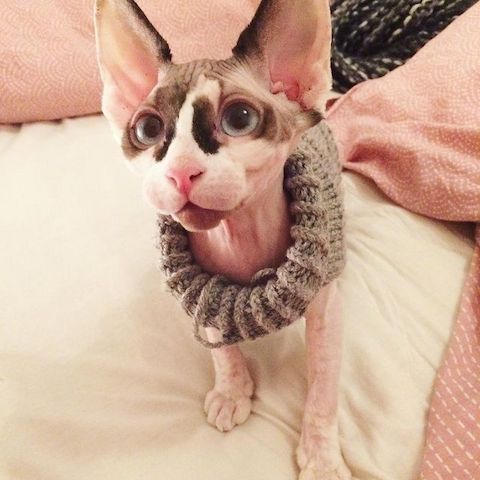 Sphynx-Kätzchen zu verkaufen!