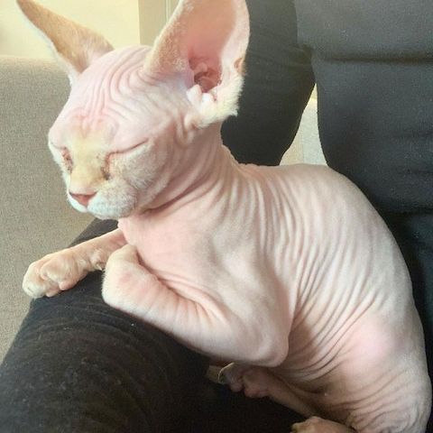 Sphynx-Kätzchen zu verkaufen!