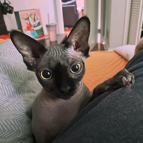**Sphynx-Kätzchen zu verkaufen!**