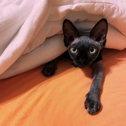 **Sphynx-Kätzchen zu verkaufen!**