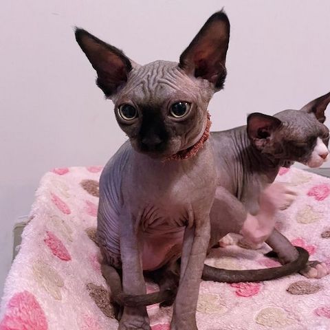 🐾 **Wunderschöne Sphynx-Kätzchen suchen ein neues Zuhause** 🐾