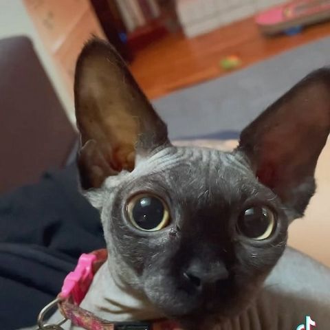 🐾 **Wunderschöne Sphynx-Kätzchen suchen ein neues Zuhause** 🐾