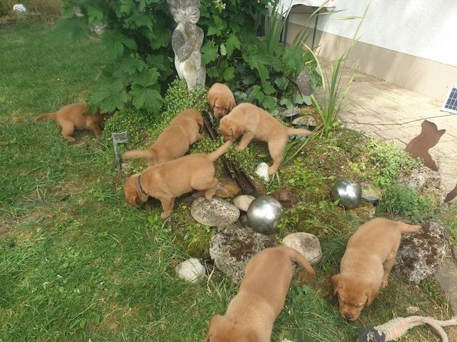 Labradorwelpen der Rasse Foxred zu verkaufen