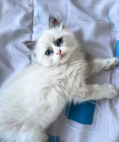 Ragdolls