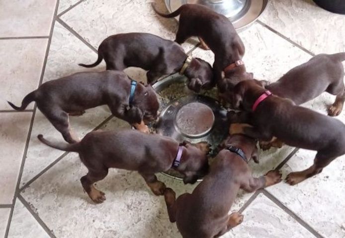Dobermann-Welpen suchen ein neues Zuhause