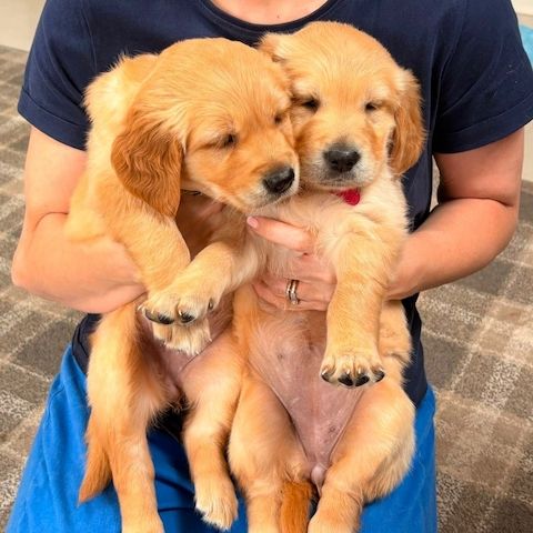 Zwei Golden-Retriever-Welpen suchen ein neues Zuhause