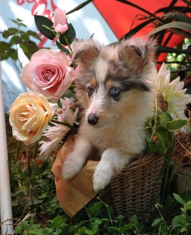 Sheltie-Mädchen