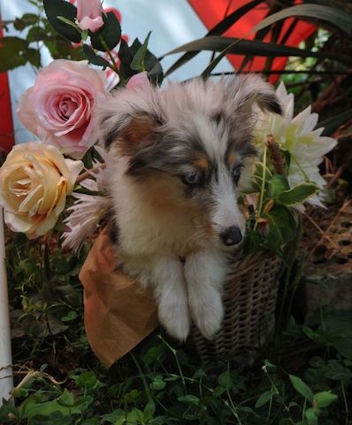 Sheltie-Mädchen