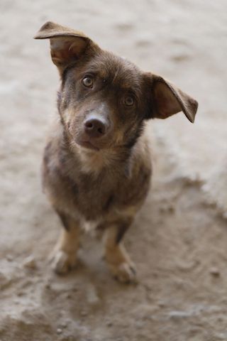 Sancho