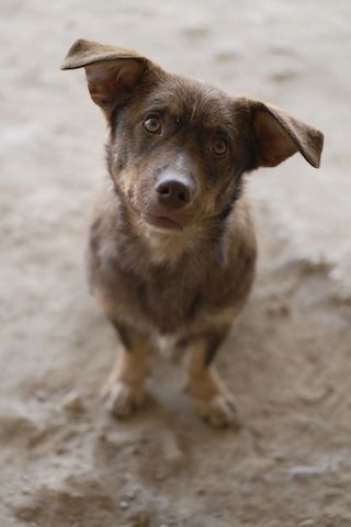 Sancho