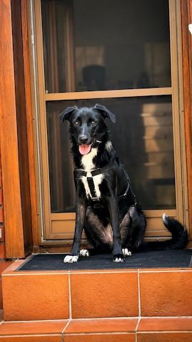 Emilia (Schon auf Pflegestelle in Deutschland)