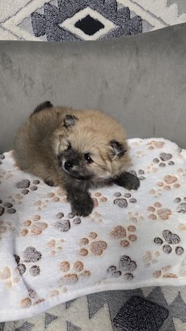 Teacup-Pomeranian-Welpen abgabebereit