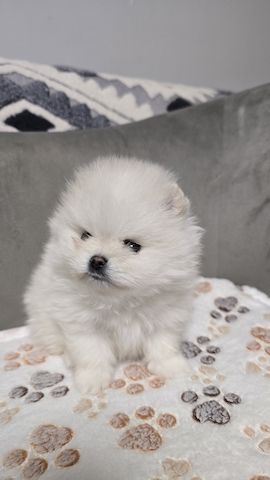 Teacup-Pomeranian-Welpen abgabebereit
