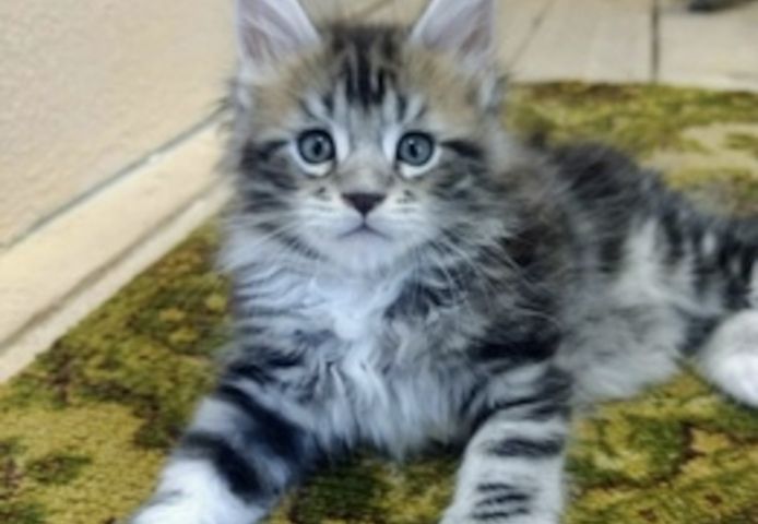 Zwei Maine-Coon-Kätzchen zu verkaufen