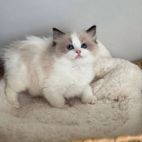 Ragdoll-Kätzchen (männlich und weiblich)