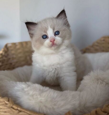 Ragdoll-Kätzchen (männlich und weiblich)