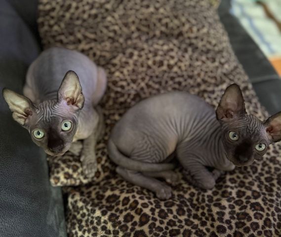 🐈‍⬛Reinrassige kanadische Sphynx Kitten-2 einzigartige🥰❤️‍🔥 Babys suchen  liebevolles Zuhause 🏡