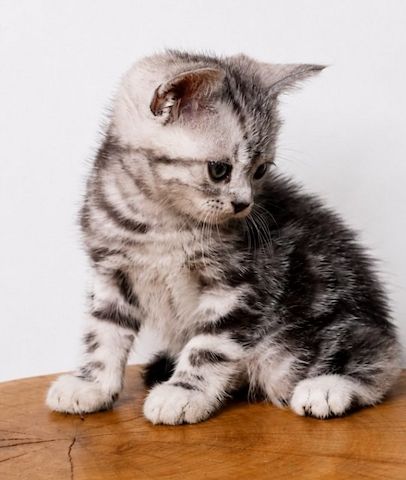 American Shorthair zu verkaufen