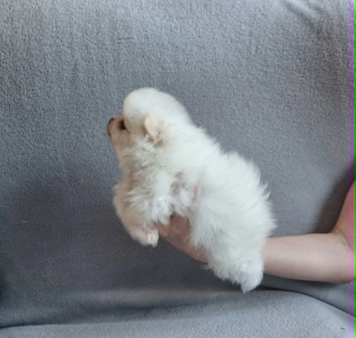 Pomeranian-Welpen zu verkaufen