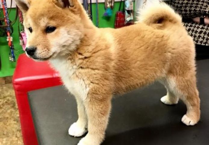 Shiba-Inu-Welpen. WhatsApp: +44 7469 456352