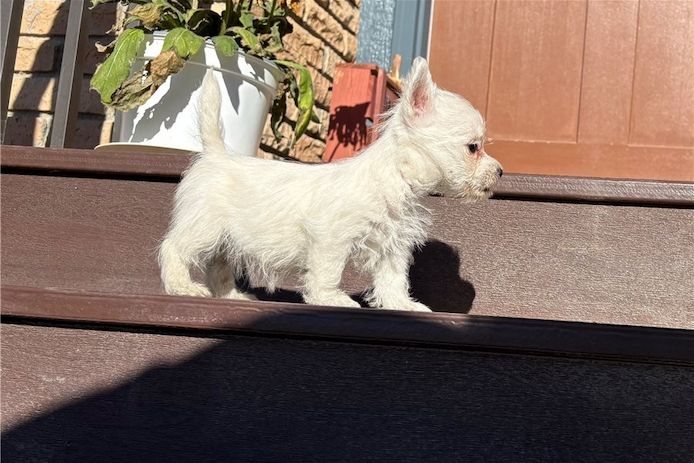West Highland White Terrier welpen. WhatsApp: +44 7469 456352