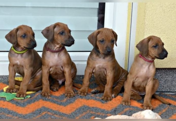 Thai Ridgeback Welpen. WhatsApp: +44 7469 456352