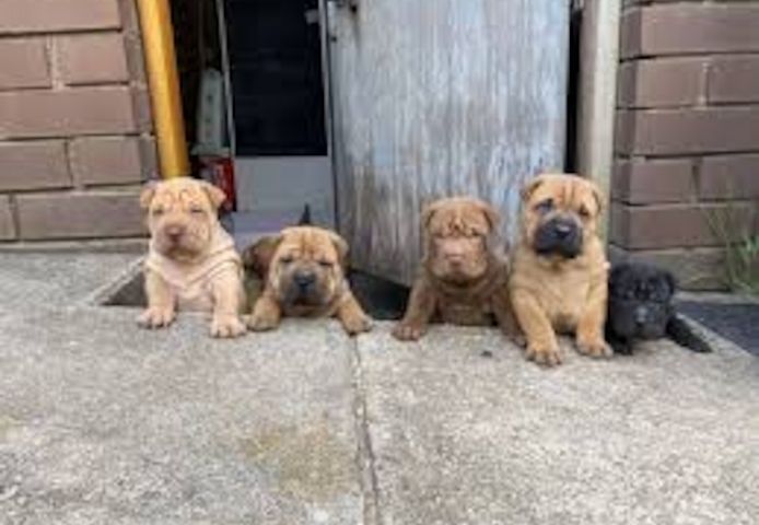 Shar Pei Welpen. WhatsApp: +44 7469 456352