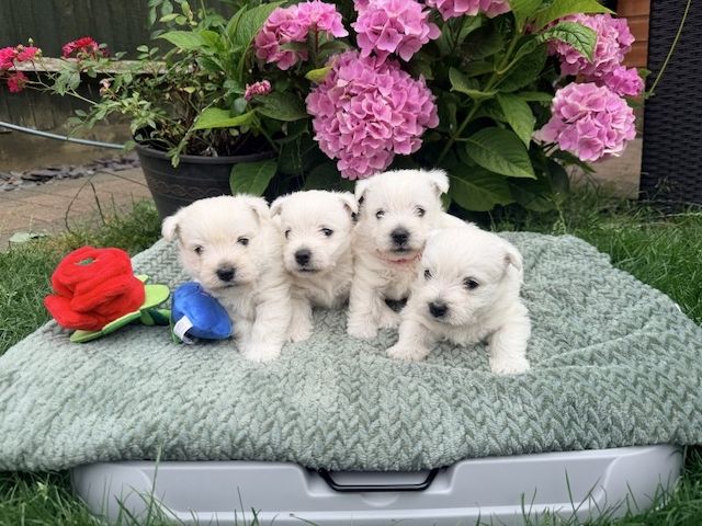 West Highland White Terrier Welpen abzugeben