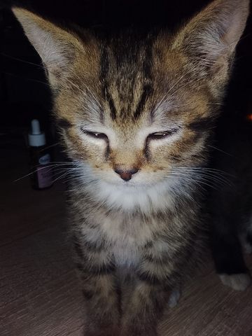 Kitten zu verkaufen