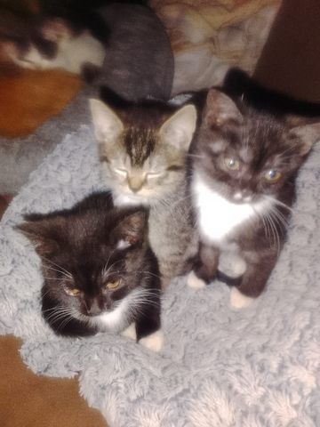 Kitten zu verkaufen